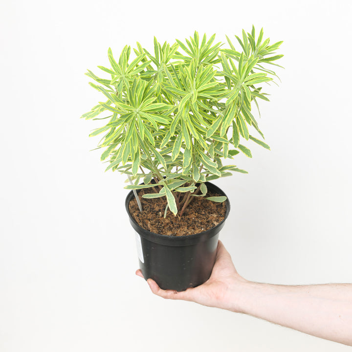 Euphorbia x martini 'Ascot Rainbow' Plants - Outdoor GROW TROPICALS