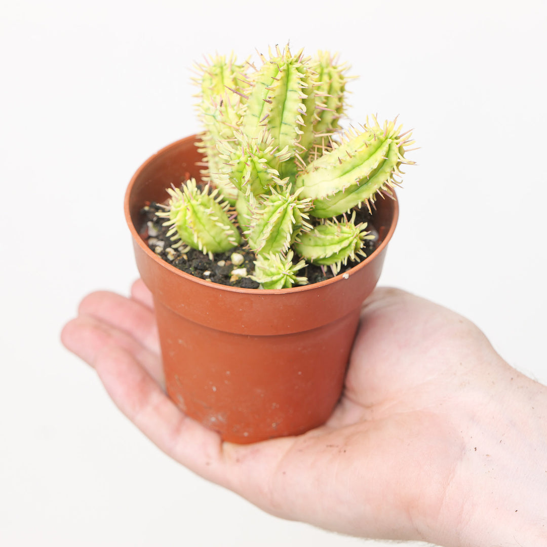 Euphorbia aggregata Variegated 8.5cm Plants GrowTropicals