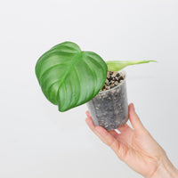Philodendron eximium 'Pittieri'