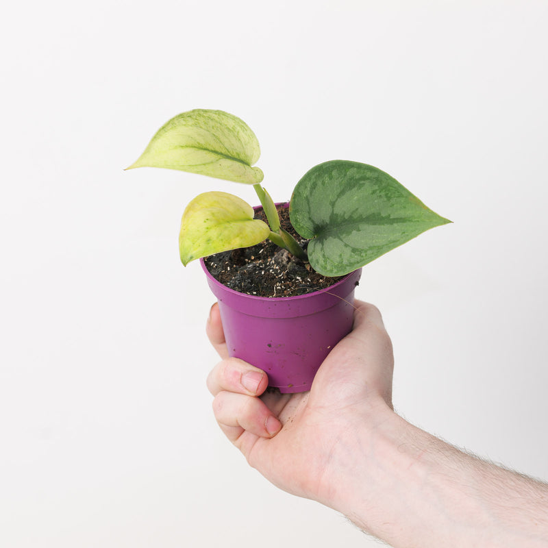 Scindapsus 'Exotica Mint' Plants GrowTropicals