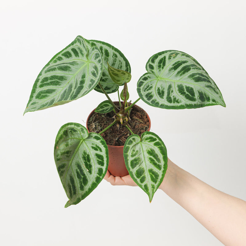 Anthurium 'Silver Blush' Super Silver 12cm Plants GrowTropicals