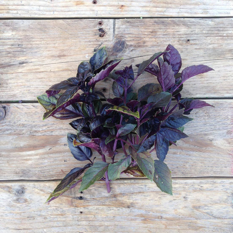Basil 'Red Rubin' Seeds — Default Title