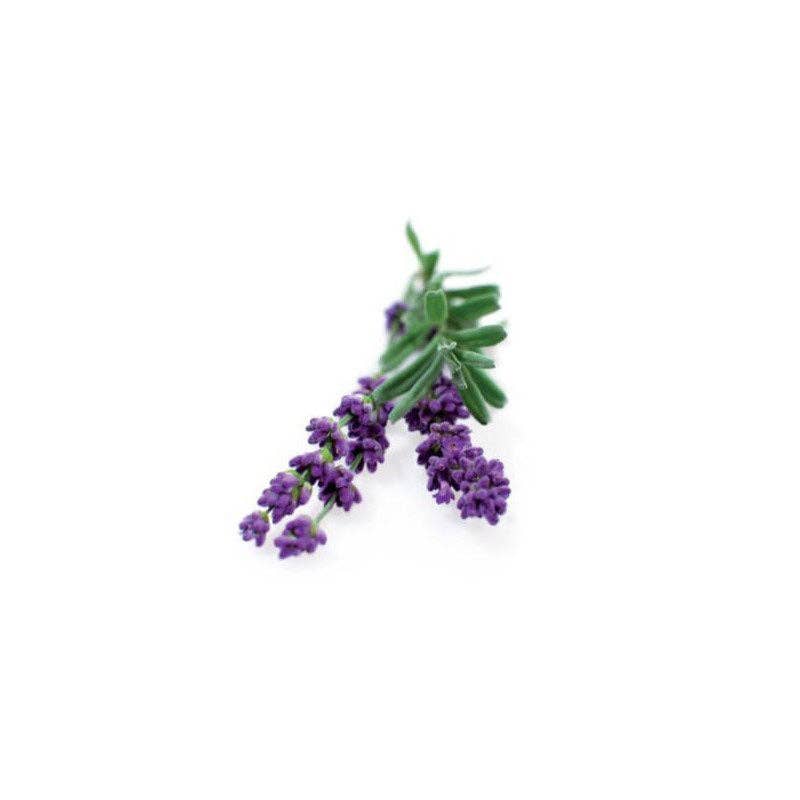Lavender 'Munstead' Seeds — Default Title