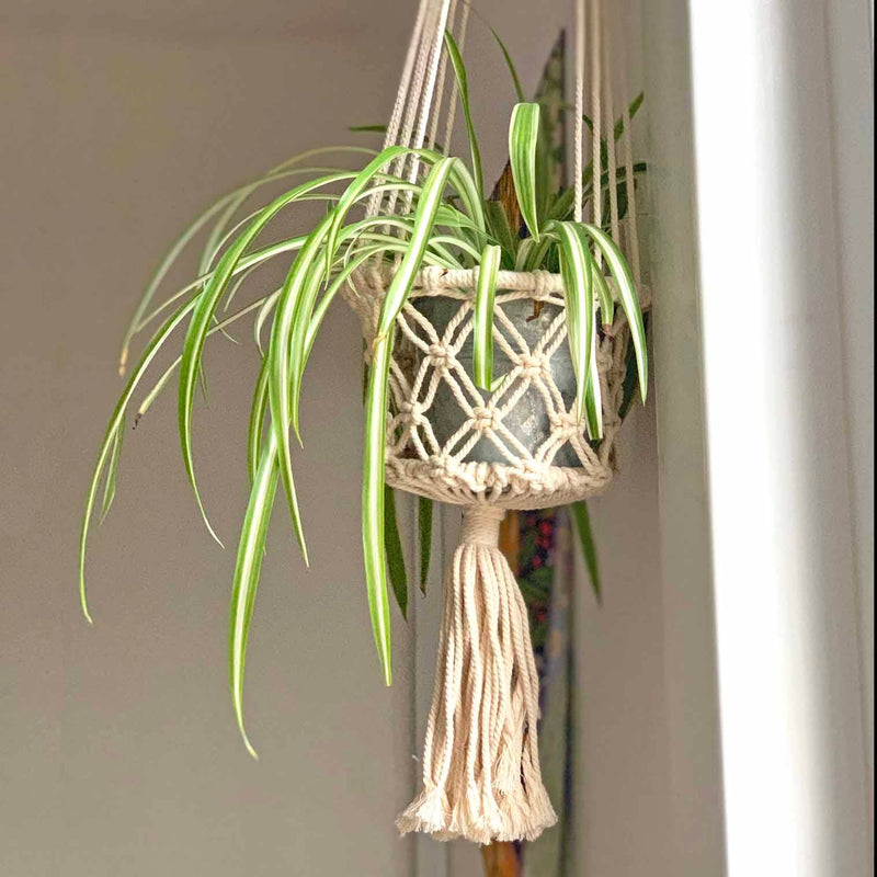 Macrame Plant Hanger Plant Hangers Siesta