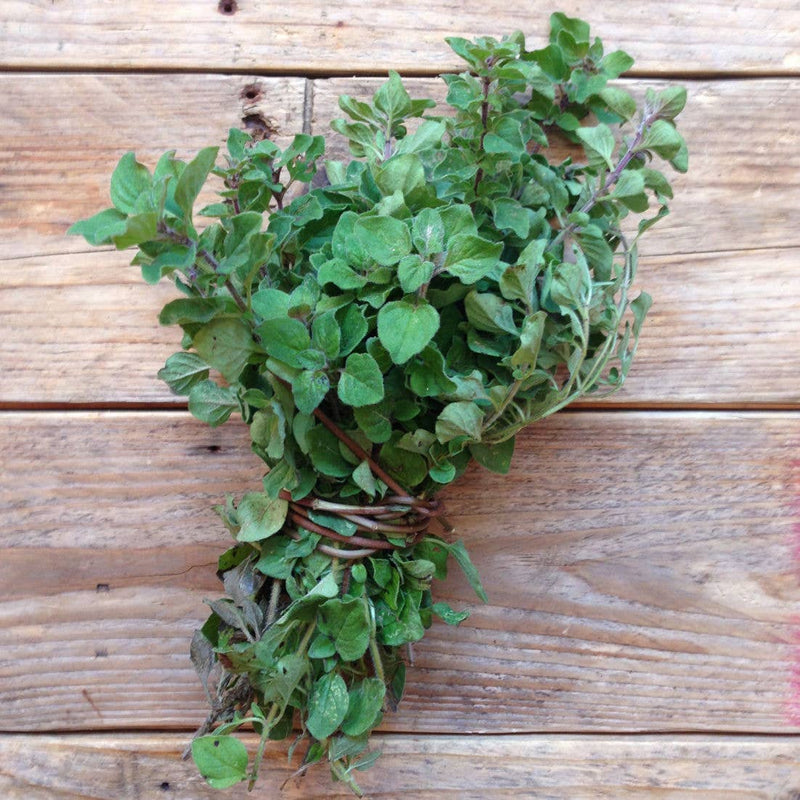 Oregano 'Greek' Seeds — Default Title