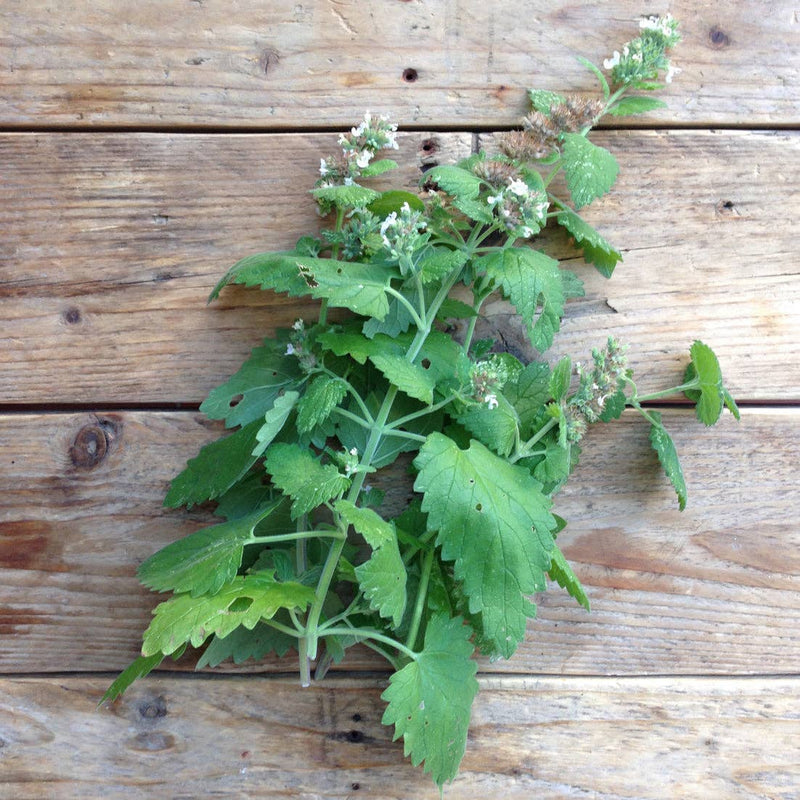 Catnip (Nepeta cataria) Seeds — Default Title