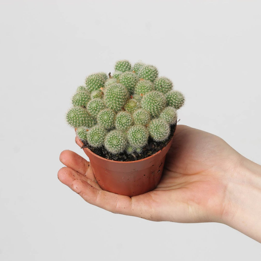 Rebutia fabrisii - GROW TROPICALS