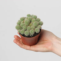 Rebutia fabrisii