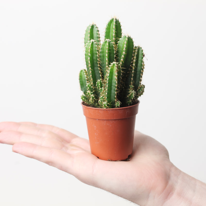 Acanthocereus tetragonus cv. Fairytale castle Plants GrowTropicals