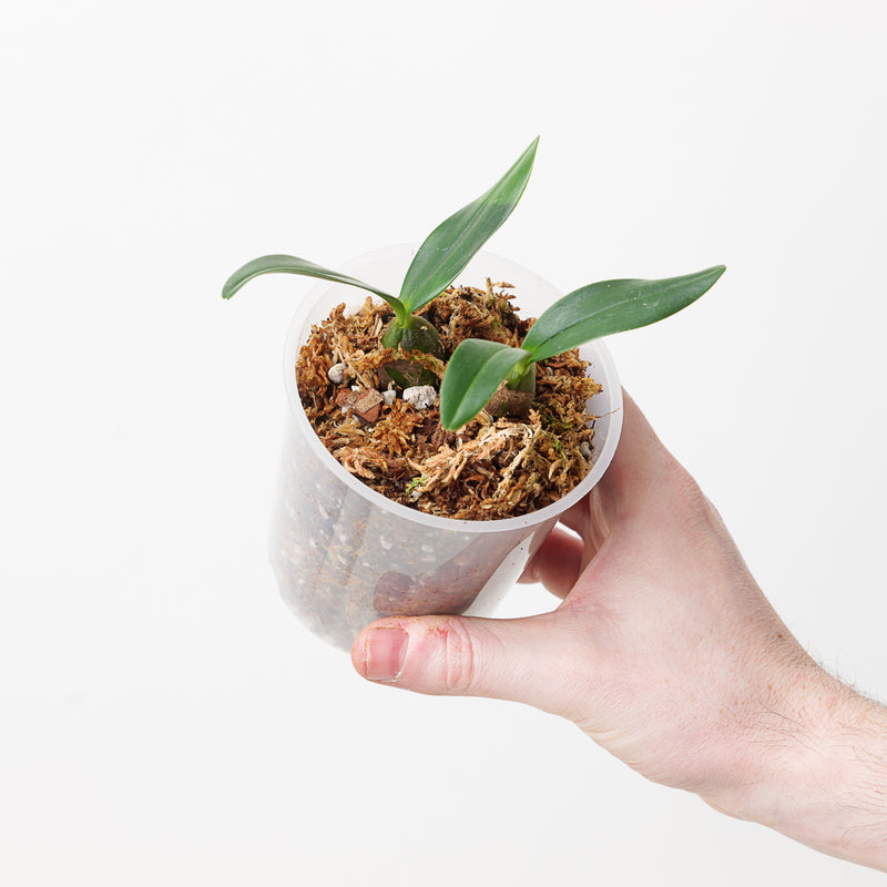 Bulbophyllum falcatum 'Dark Form' Plants Growtropicals
