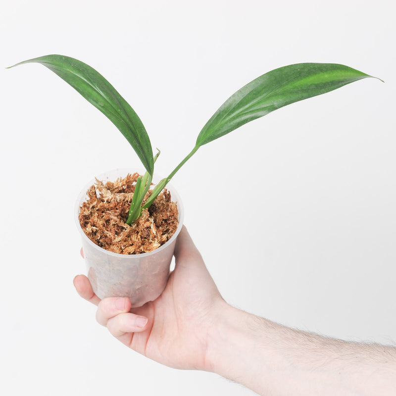 Epipremnum falcifolium 9cm Plants GrowTropicals