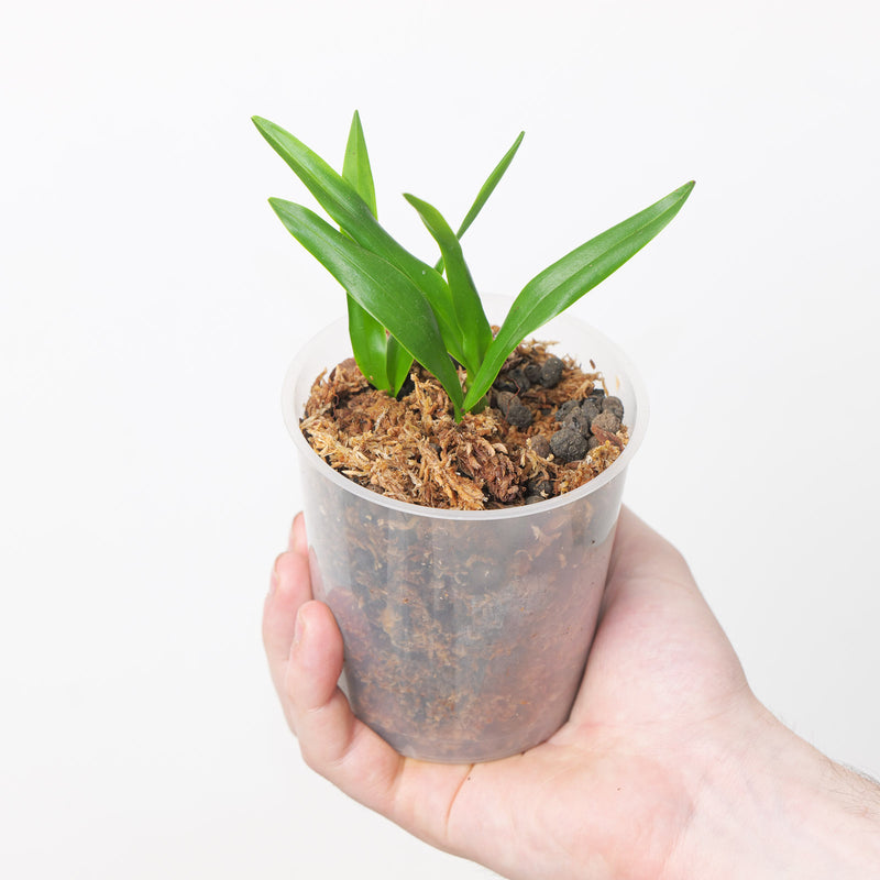 Bulbophyllum falcatum 'True Green Form' Plants Growtropicals
