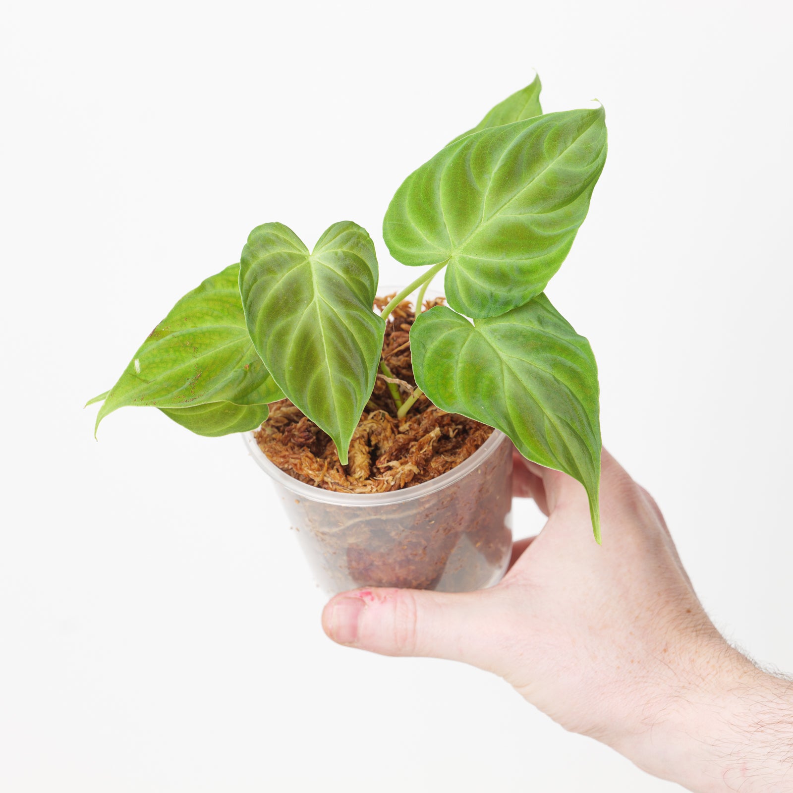 philodendron verrucosum fantasy Philodendron verrucosum 'Fantasy'