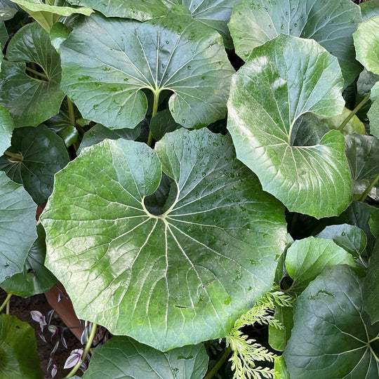 Farfugium japonicum var. giganteum Plants - Outdoor GROW TROPICALS