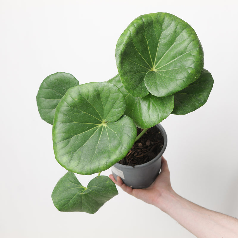 Farfugium japonicum var. giganteum Plants - Outdoor GROW TROPICALS