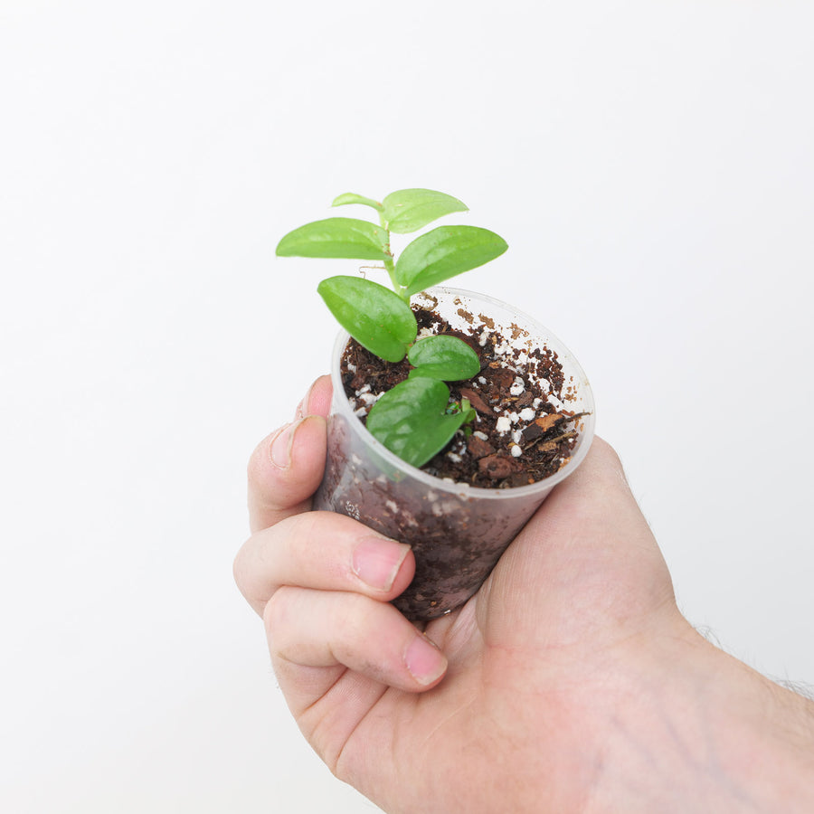 Rhaphidophora sp Farnwerk Plants GrowTropicals