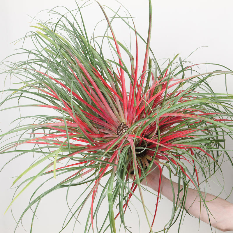 Fascicularia bicolor subsp. canaliculata Plants - Outdoor GROW TROPICALS