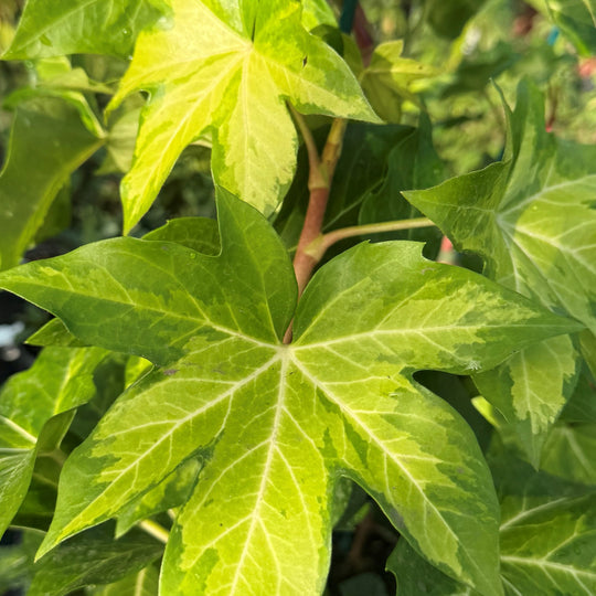 × Fatshedera lizei 'Annemieke' Plants - Outdoor GROW TROPICALS