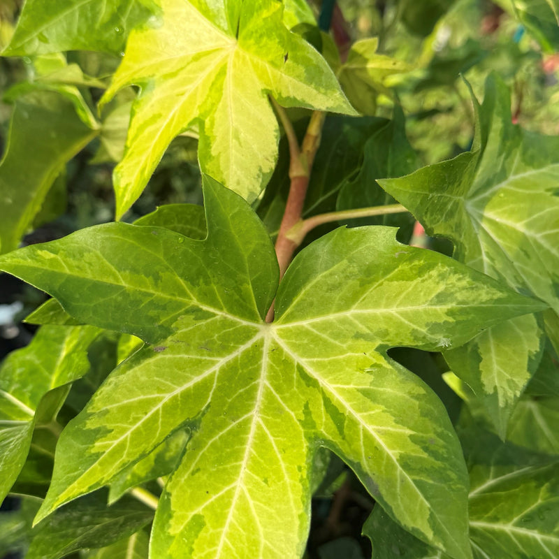 × Fatshedera lizei 'Annemieke' Plants - Outdoor GROW TROPICALS