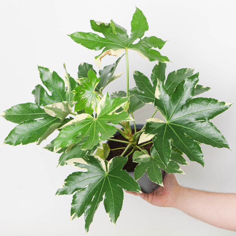 Fatsia japonica 'Variegata' 17cm / 2L Plants - Outdoor GROW TROPICALS
