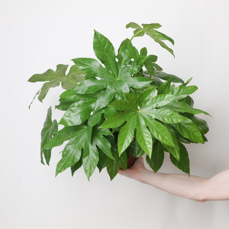 Fatsia japonica 17cm / 2L Plants - Outdoor GROW TROPICALS