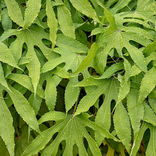 Garden Plants for Shade