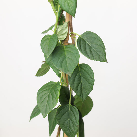 Hydrangea fauriei 'Angel Wings' Plants - Outdoor GROW TROPICALS