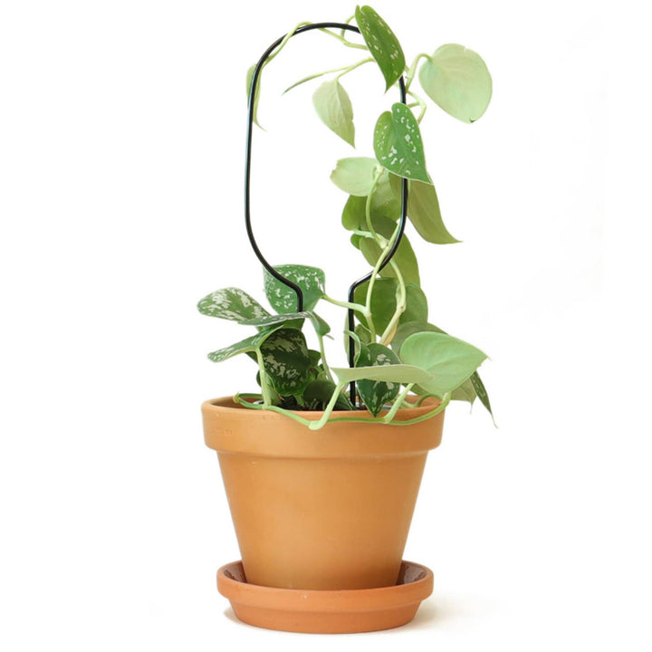 Mini Plant Stake - Hoop - Black Plant Support Botanopia