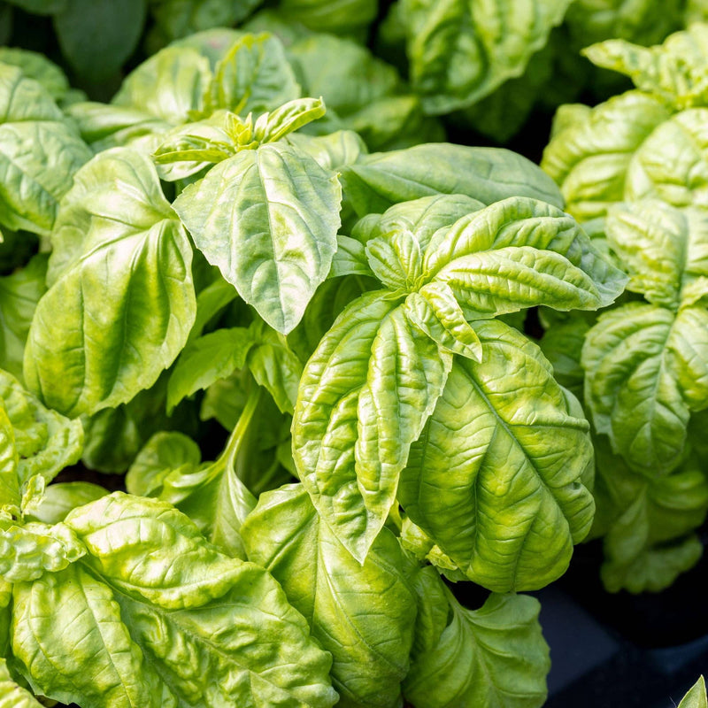 Basil 'Bolloso Napoletano' Seeds — Default Title