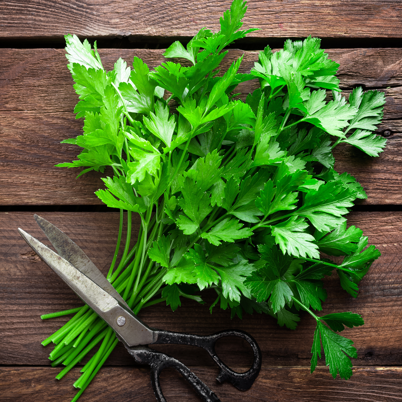 Kitchen Herbs Seed Collection — Default Title