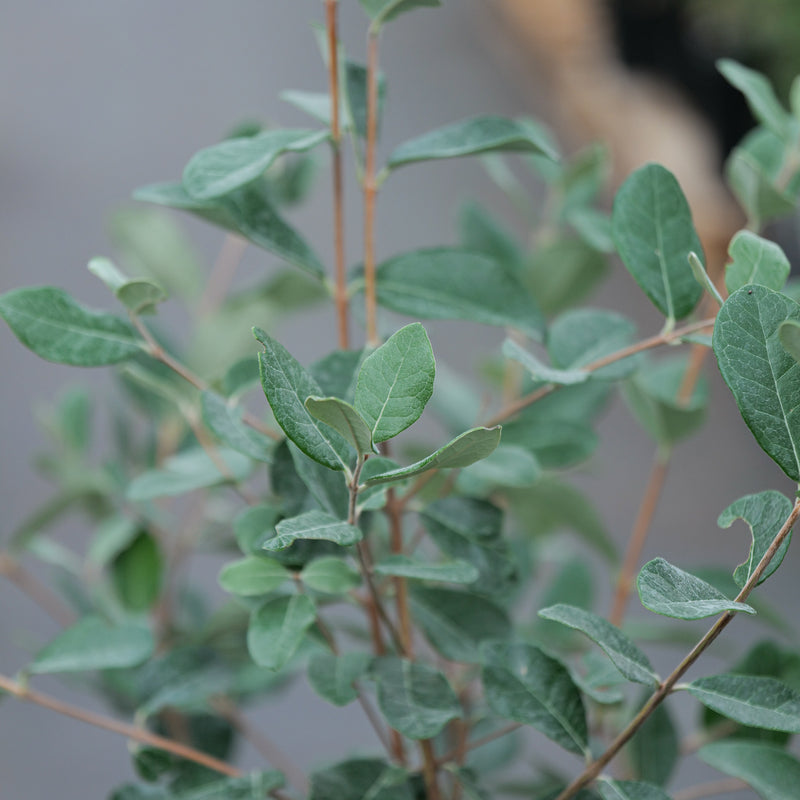 Feijoa sellowiana Plants - Outdoor GROW TROPICALS