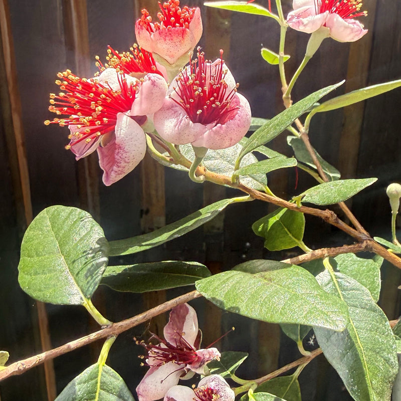 Feijoa sellowiana Plants - Outdoor GROW TROPICALS