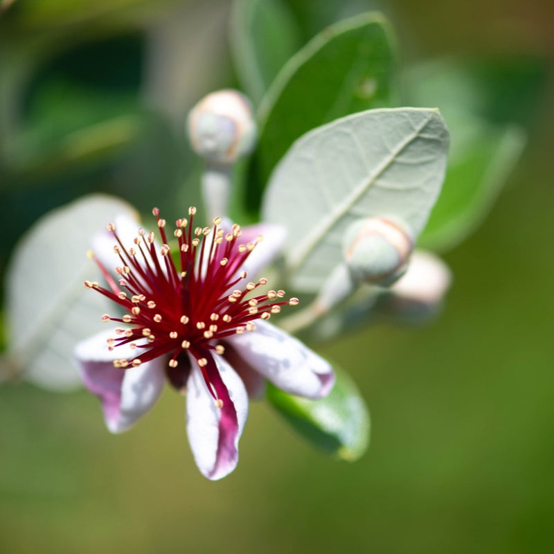 Feijoa sellowiana Plants - Outdoor GROW TROPICALS