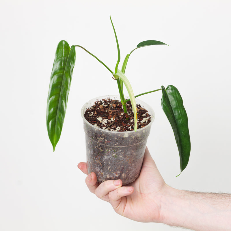 Philodendron 'Felix' 12cm Plants GrowTropicals