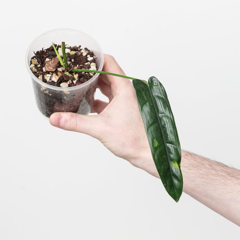 Philodendron 'Felix' Plants GrowTropicals