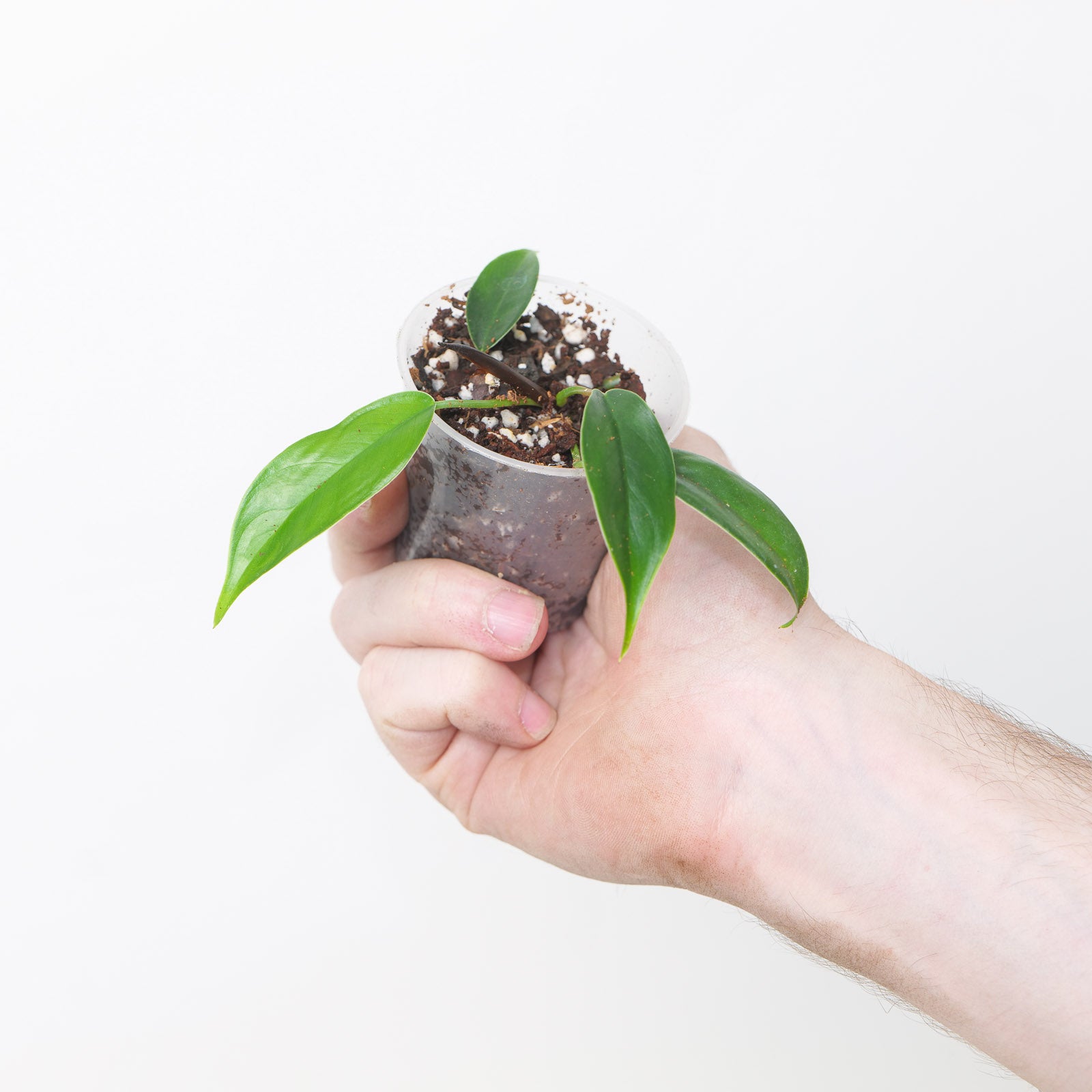 philodendron felix Philodendron 'Felix' | Plants