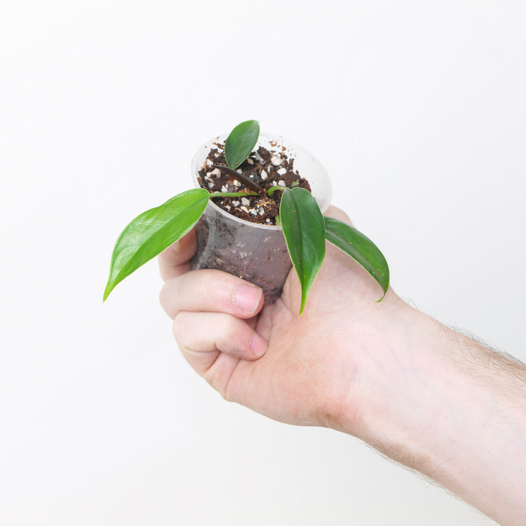 philodendron felix care Philodendron 'Felix' | Plants