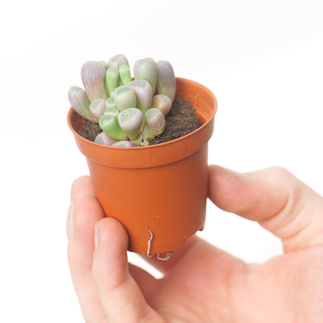 Fenestraria rhopalophylla Plants GrowTropicals