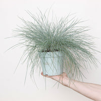Festuca 'Intense Blue'