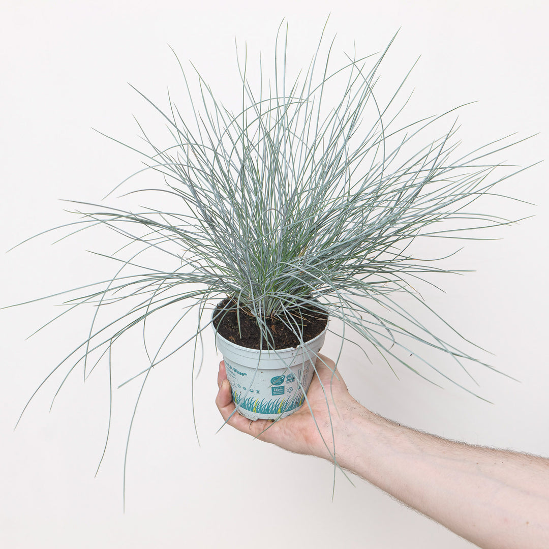 Festuca glauca 'Compact Blue' Plants - Outdoor GROW TROPICALS
