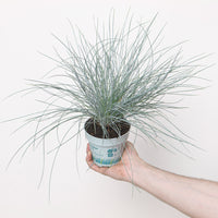 Festuca glauca 'Compact Blue'