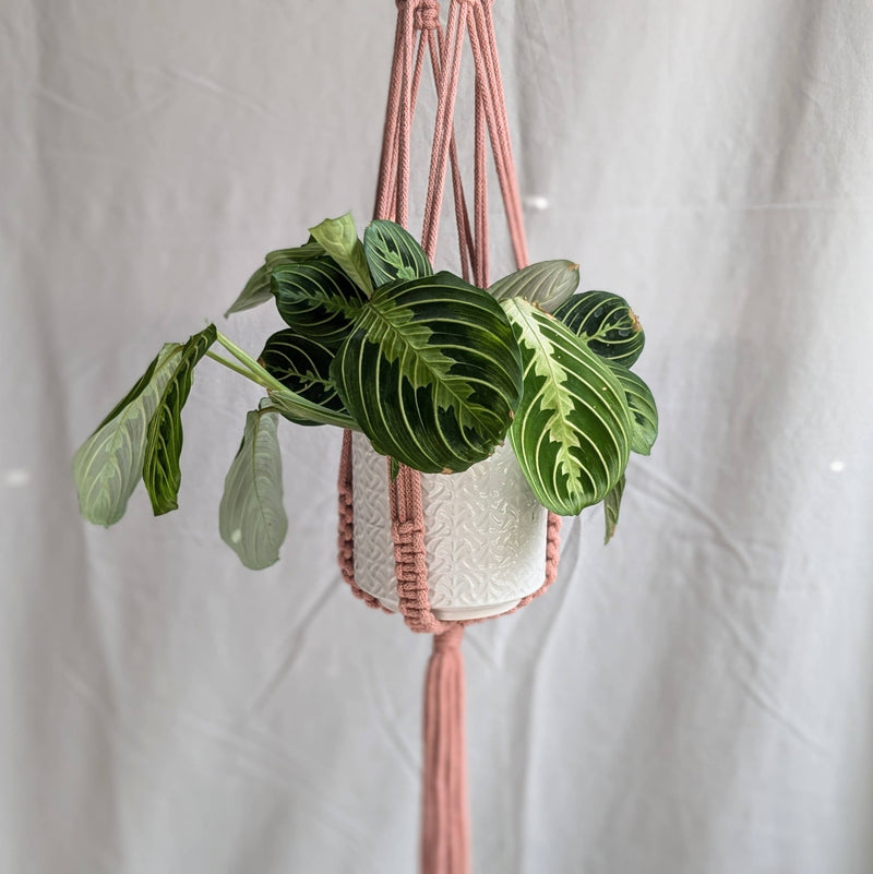 Large Macrame Plant Hanger Dusty Pink Plant Hangers CharKnots