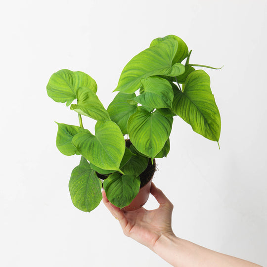 Philodendron fibraecataphyllum | Philodendron sp. Peru 12cm Plants GrowTropicals