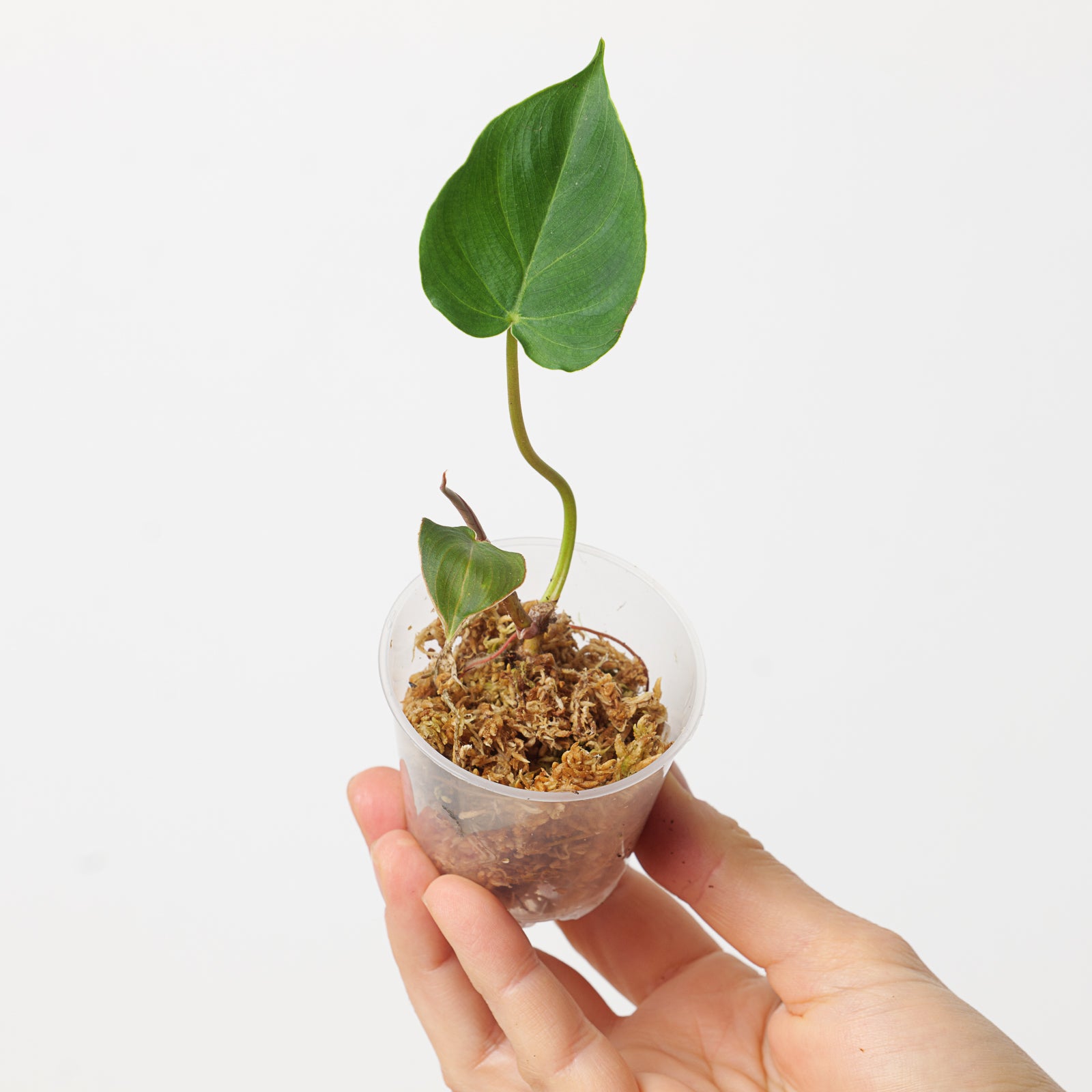 philodendron fibrosum type Philodendron fibrosum | Plants