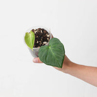 Philodendron fibrosum