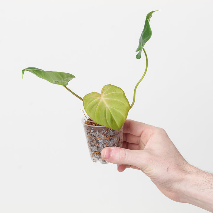 Philodendron fibrosum - GROW TROPICALS