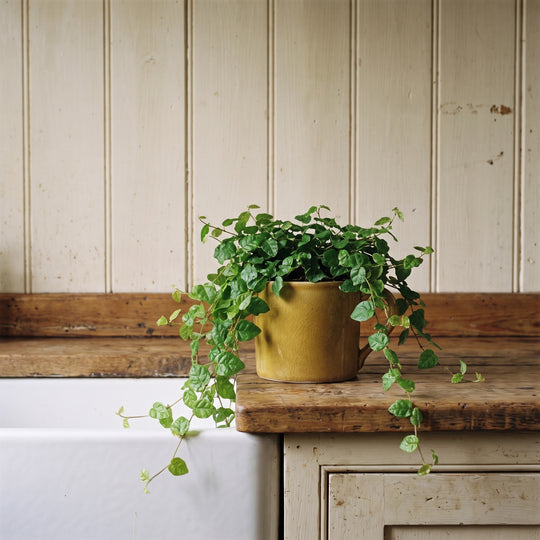 Ficus pumila Plants GrowTropicals