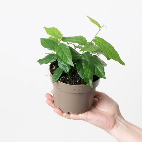 Ficus sagittata 'Radicans' 12cm Plants GrowTropicals