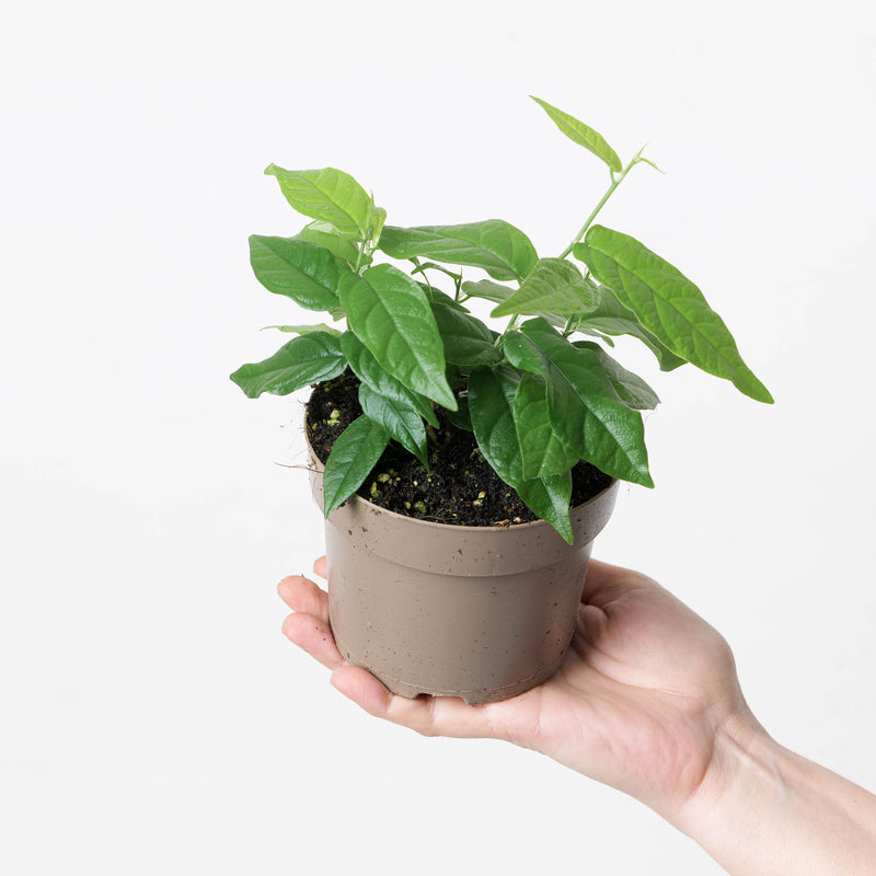 Ficus sagittata 'Radicans' — 12cm