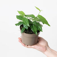 Ficus sagittata 'Radicans'